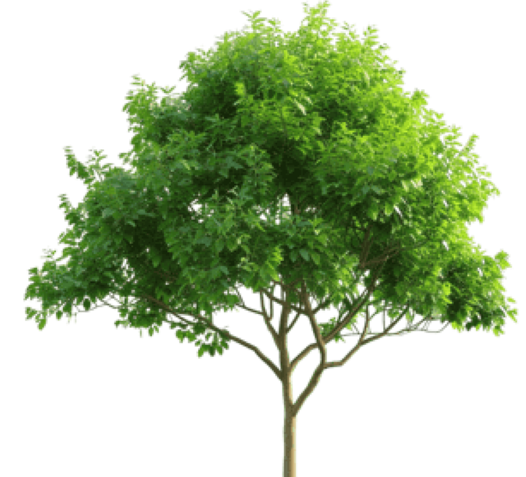 tree.png